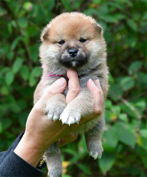 de dame nature - Chiots disponibles - Shiba