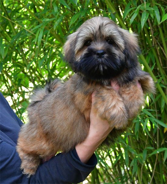 de dame nature - Chiots disponibles - Lhassa Apso
