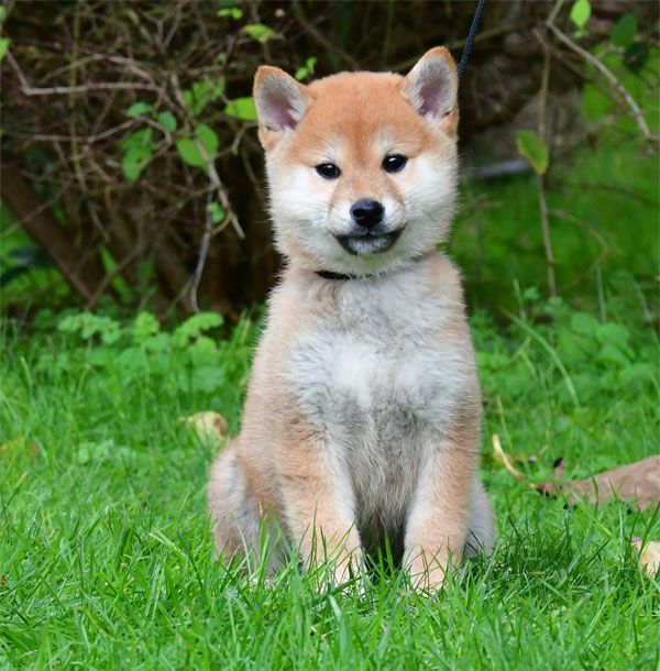 Chiot Shiba de dame nature