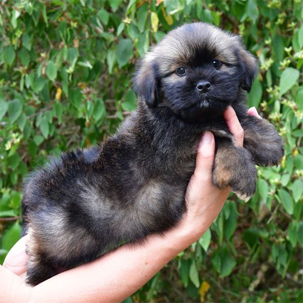 de dame nature - Chiots disponibles - Lhassa Apso