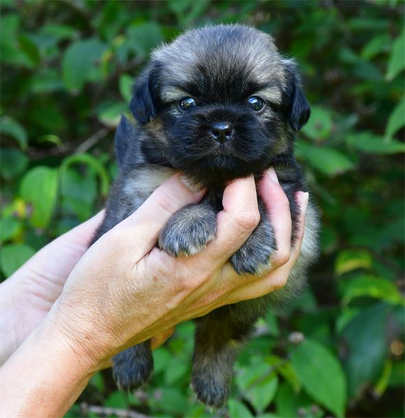 de dame nature - Chiots disponibles - Epagneul tibetain