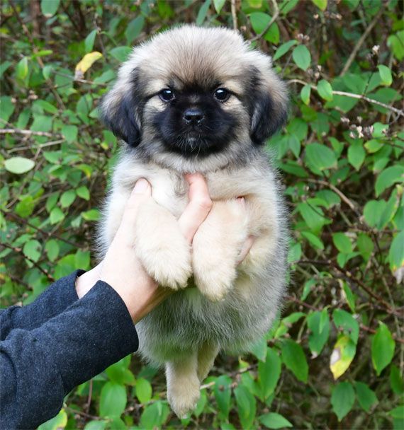 de dame nature - Chiots disponibles - Epagneul tibetain