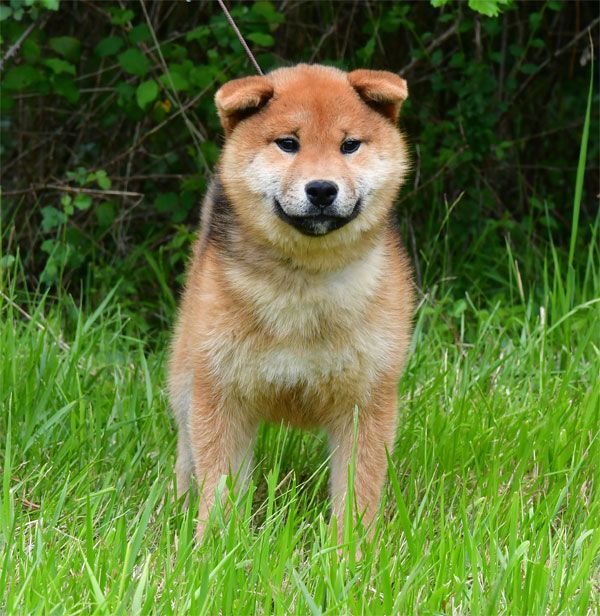 de dame nature - Shiba - Portée née le 20/10/2024