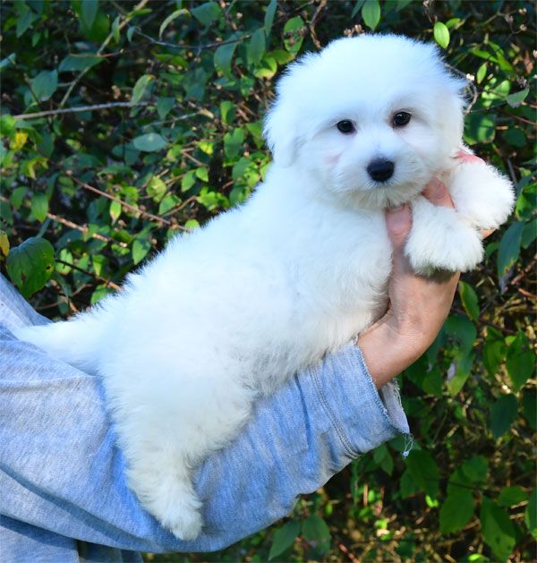 de dame nature - Coton de Tulear - Portée née le 29/08/2025