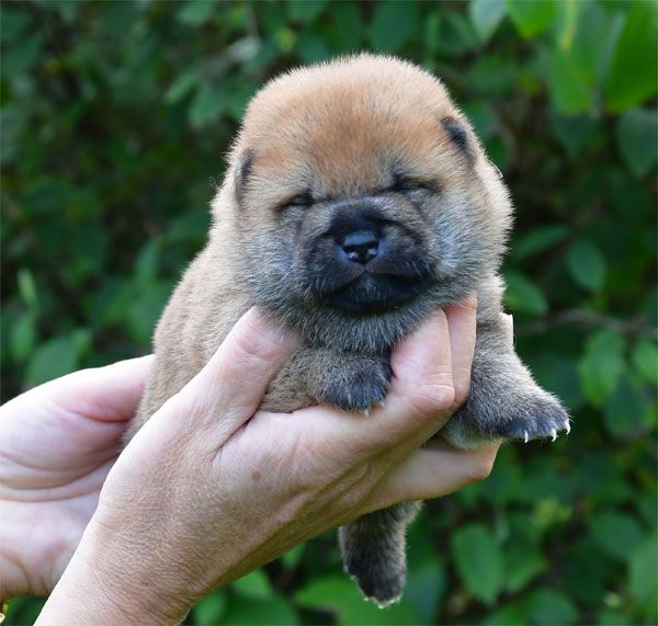 de dame nature - Chiots disponibles - Shiba