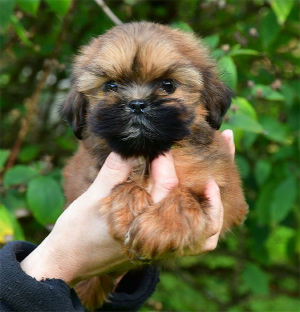 de dame nature - Chiots disponibles - Lhassa Apso