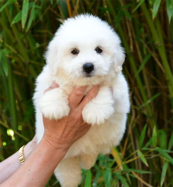 de dame nature - Chiots disponibles - Coton de Tulear