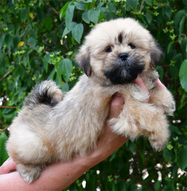 de dame nature - Chiots disponibles - Lhassa Apso