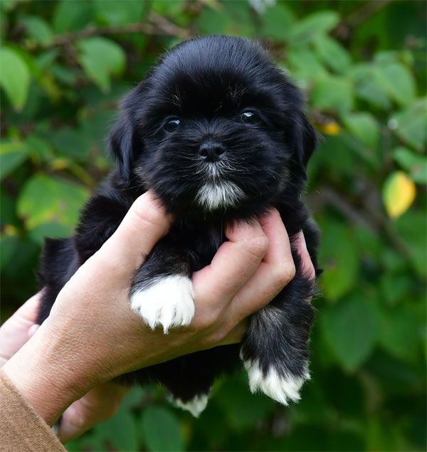de dame nature - Chiots disponibles - Lhassa Apso