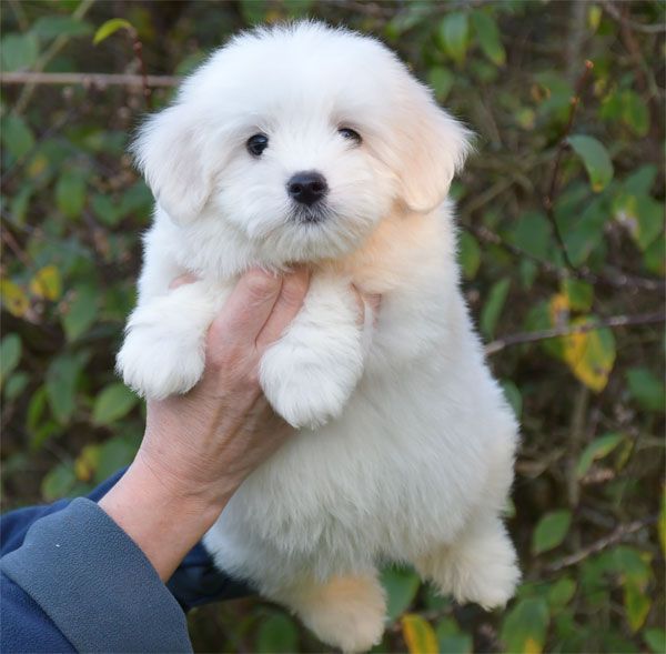 de dame nature - Chiots disponibles - Coton de Tulear