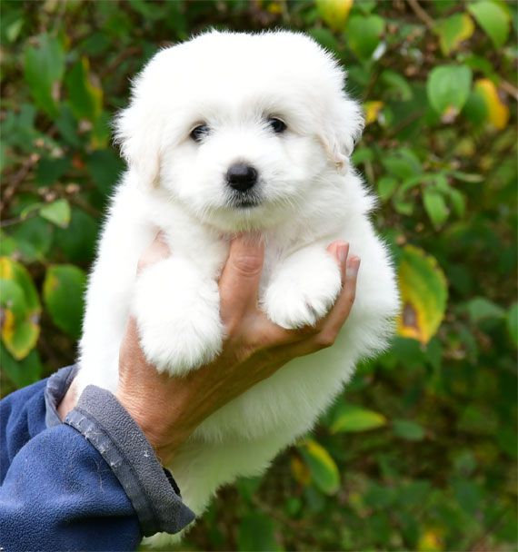 de dame nature - Chiots disponibles - Coton de Tulear