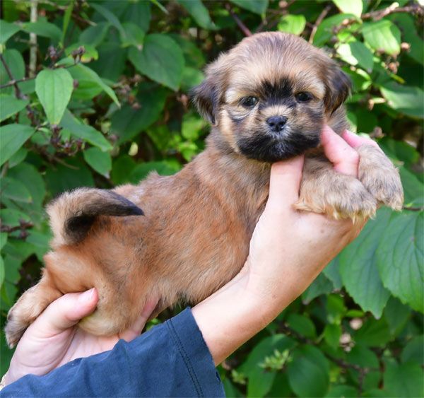 de dame nature - Chiots disponibles - Lhassa Apso