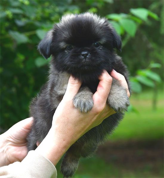 de dame nature - Chiots disponibles - Epagneul tibetain