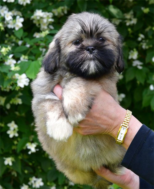de dame nature - Chiots disponibles - Lhassa Apso