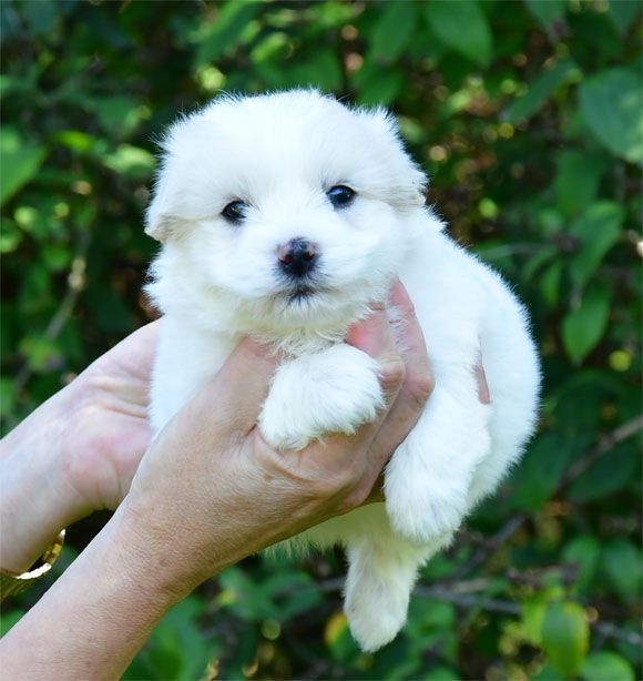 de dame nature - Chiots disponibles - Coton de Tulear