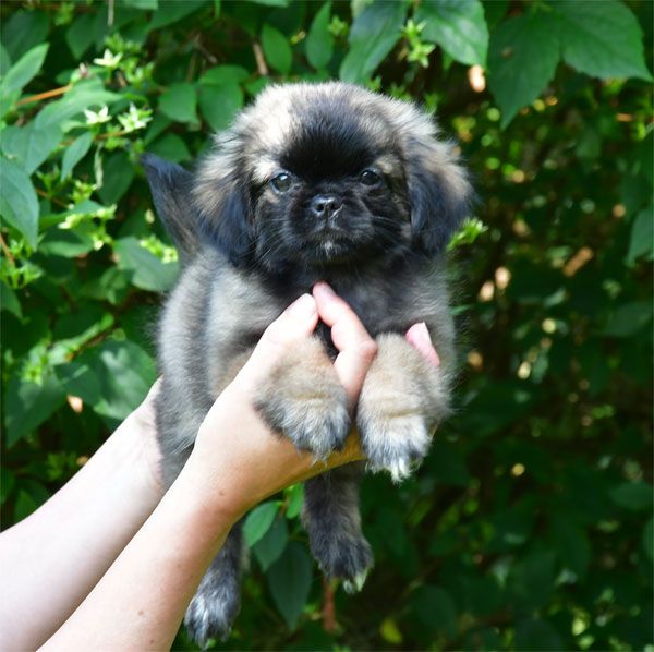 de dame nature - Chiots disponibles - Epagneul tibetain