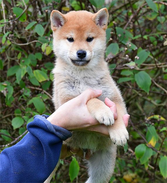 de dame nature - Chiots disponibles - Shiba