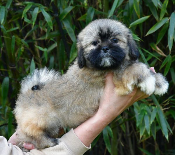 Chiot Lhassa Apso de dame nature