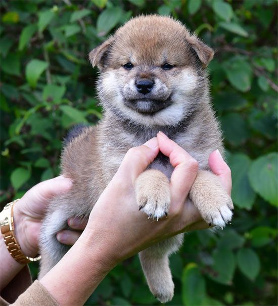 de dame nature - Chiots disponibles - Shiba