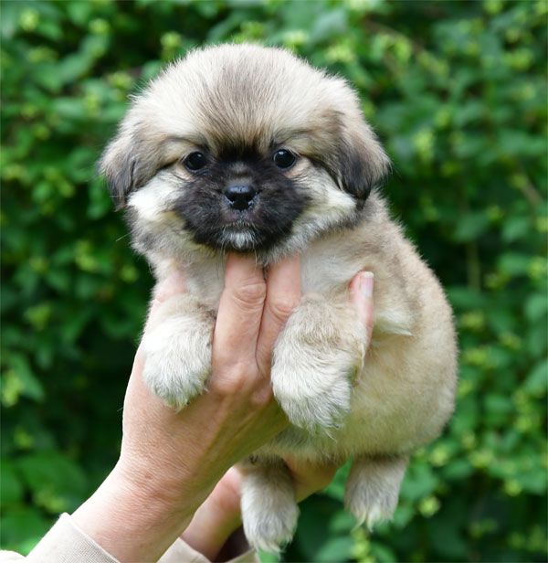 de dame nature - Chiots disponibles - Epagneul tibetain