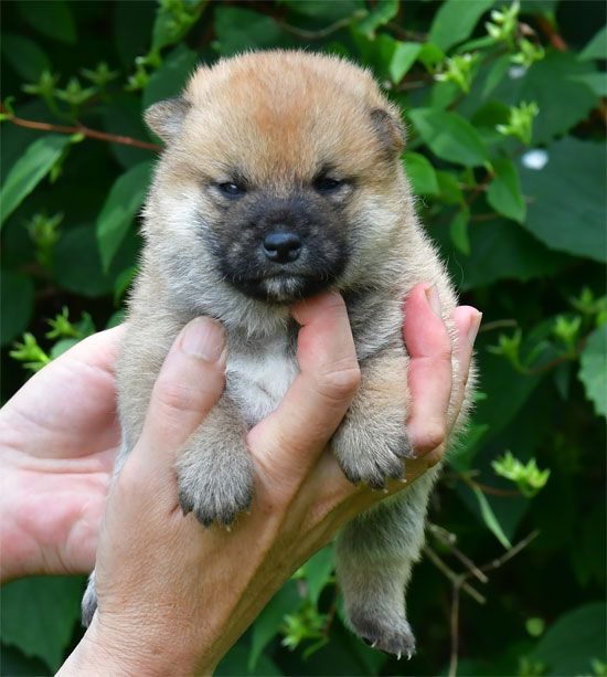 de dame nature - Chiots disponibles - Shiba
