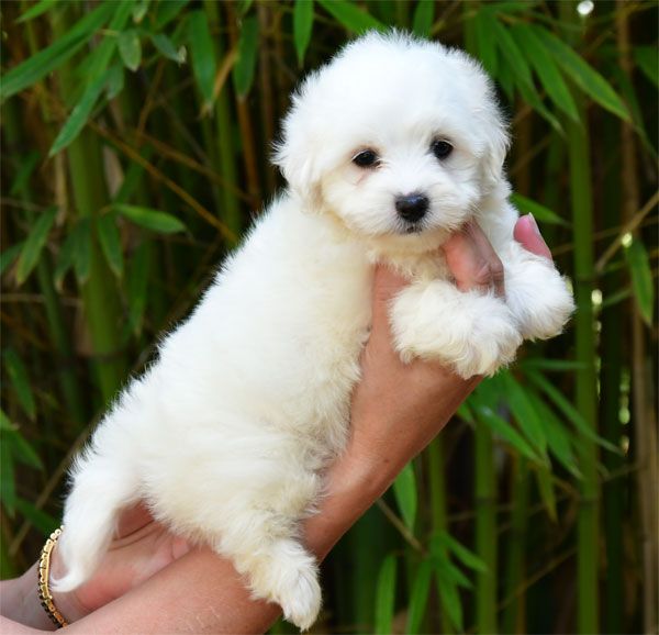 de dame nature - Chiots disponibles - Coton de Tulear