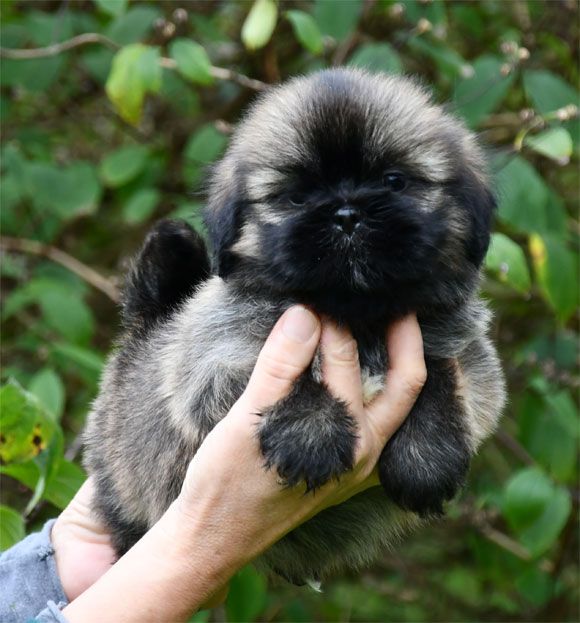 de dame nature - Chiots disponibles - Lhassa Apso