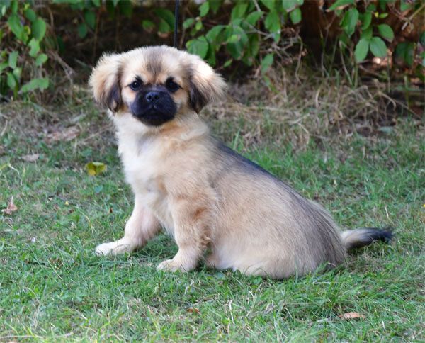 de dame nature - Chiots disponibles - Epagneul tibetain