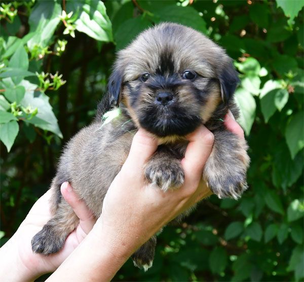 de dame nature - Chiots disponibles - Lhassa Apso