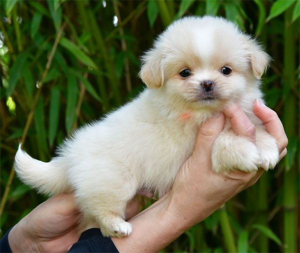 de dame nature - Chiots disponibles - Epagneul tibetain
