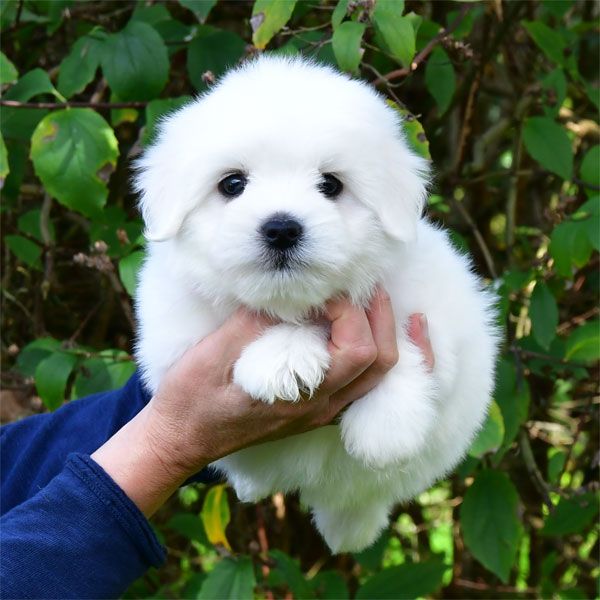 de dame nature - Chiots disponibles - Coton de Tulear