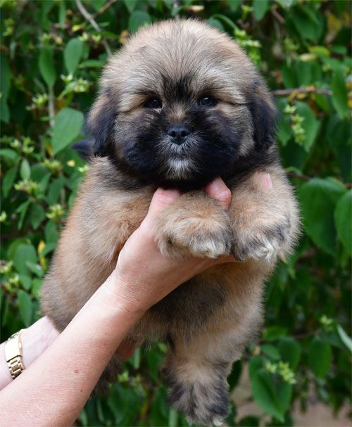 de dame nature - Chiots disponibles - Lhassa Apso
