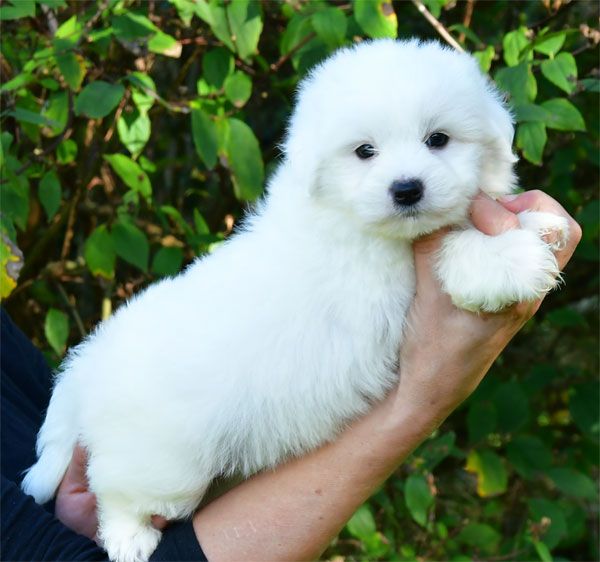 de dame nature - Coton de Tulear - Portée née le 29/08/2025