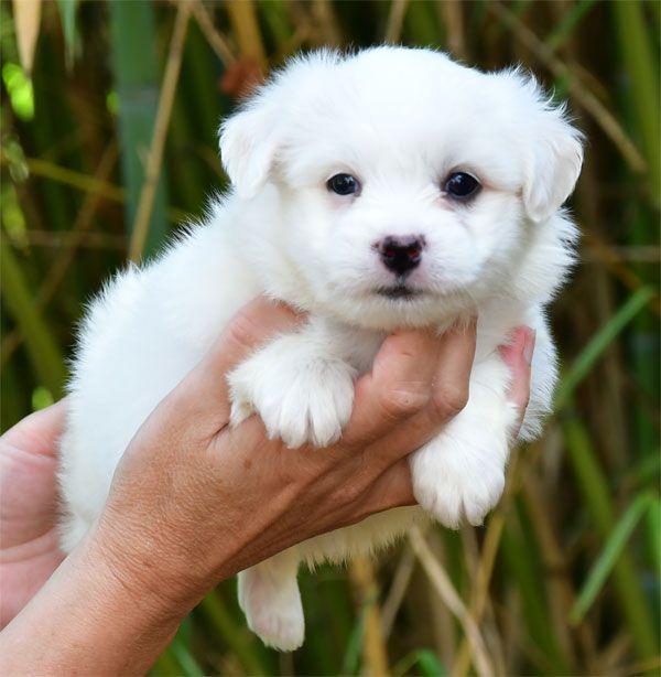 de dame nature - Chiots disponibles - Coton de Tulear