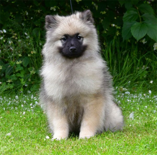 de dame nature - Chiots disponibles - Spitz allemand