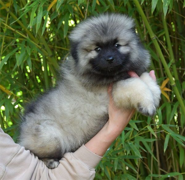 de dame nature - Chiots disponibles - Spitz allemand