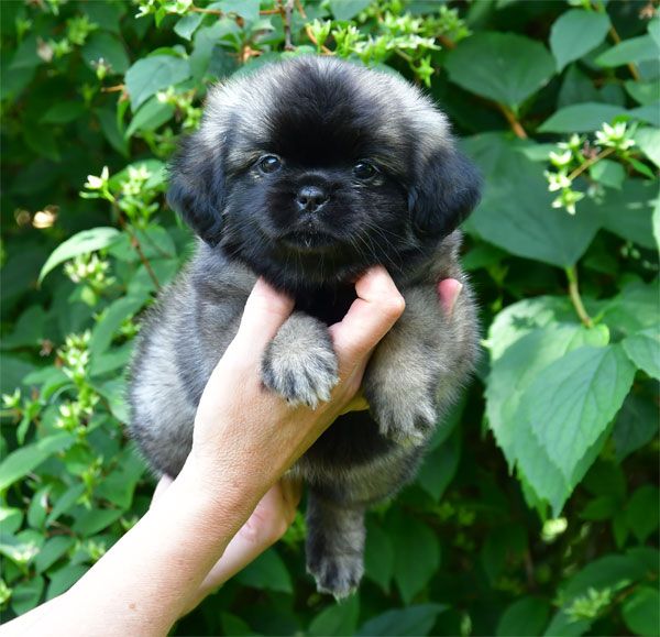 de dame nature - Chiots disponibles - Epagneul tibetain