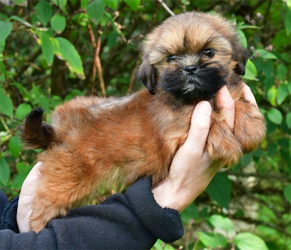 de dame nature - Lhassa Apso - Portée née le 03/08/2025