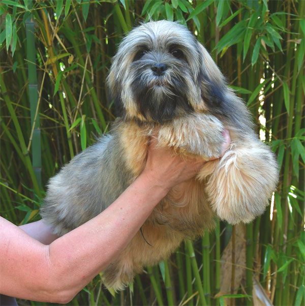 de dame nature - Chiots disponibles - Lhassa Apso