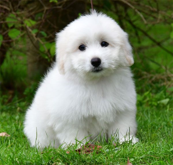 de dame nature - Chiots disponibles - Coton de Tulear